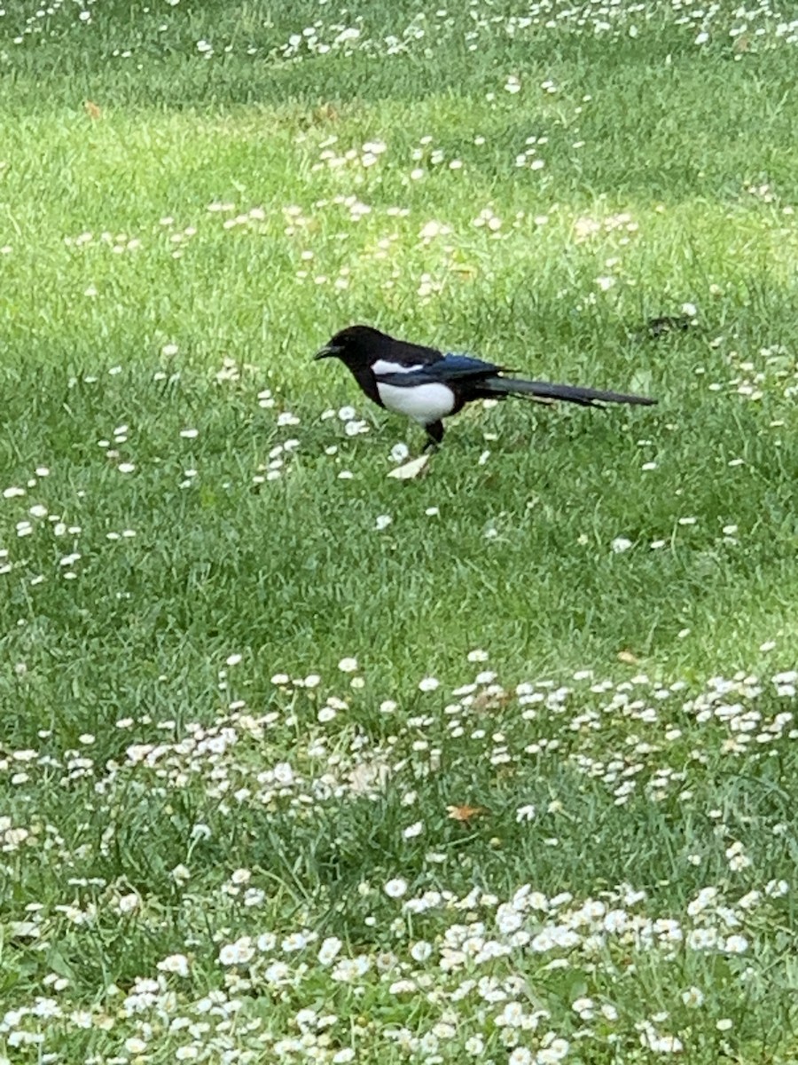 Eurasian Magpie - ML620201978