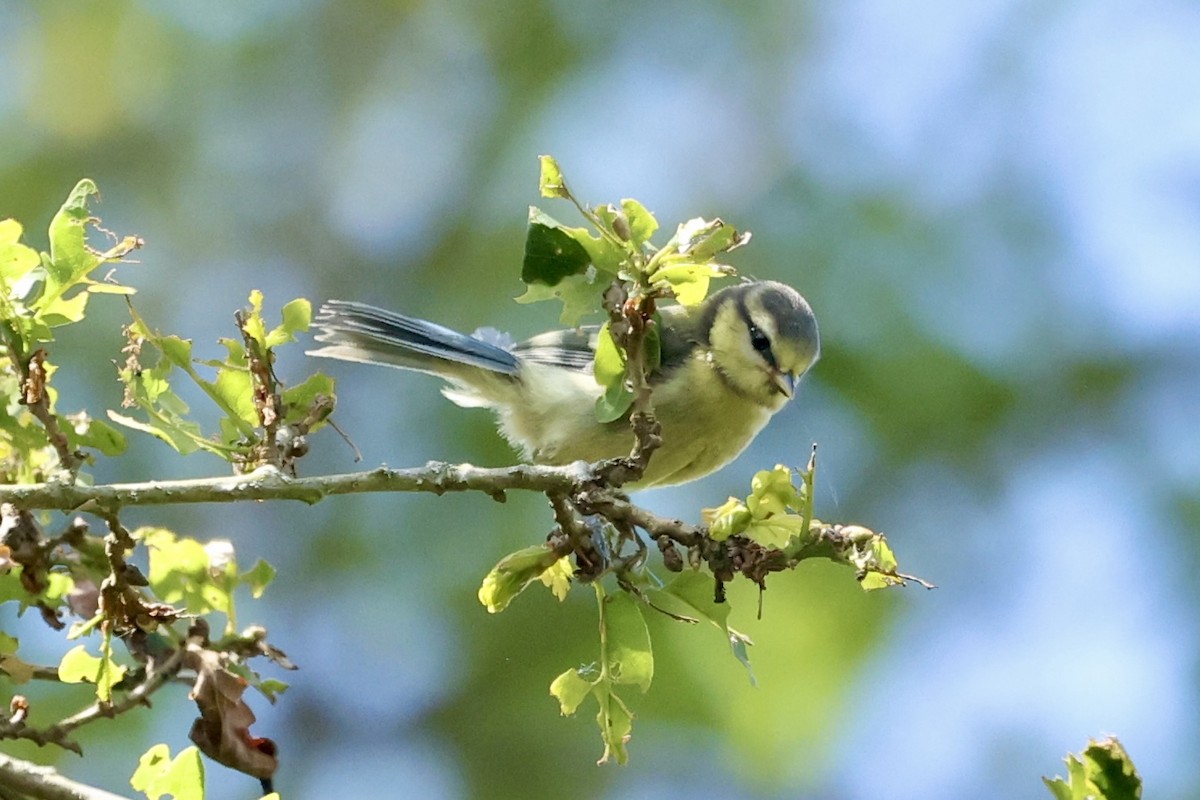 Синиця блакитна - ML620201981