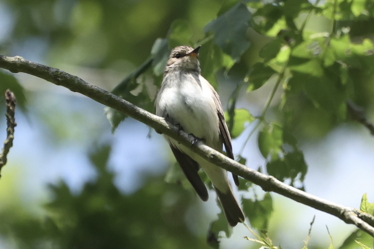 Мухоловка сіра - ML620201985