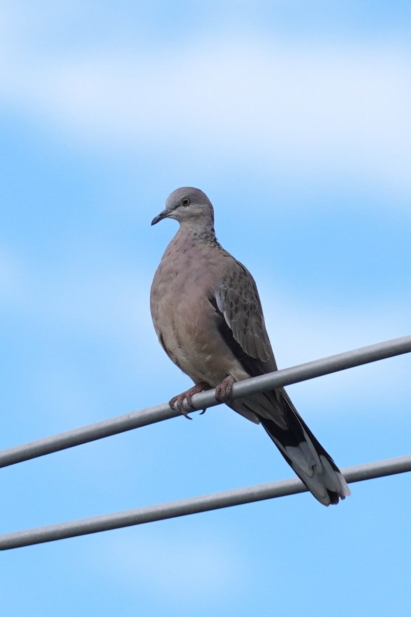 Spotted Dove - ML620201986