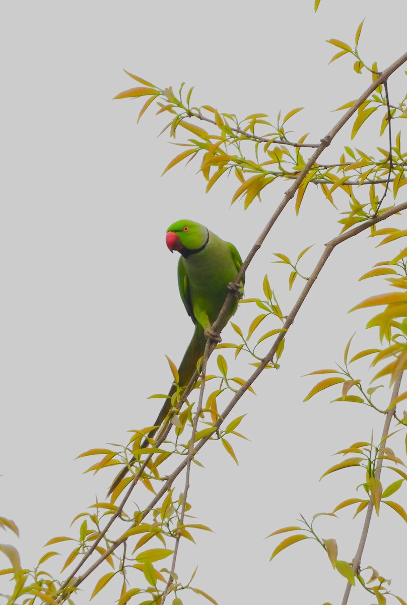 Yeşil Papağan - ML620201987
