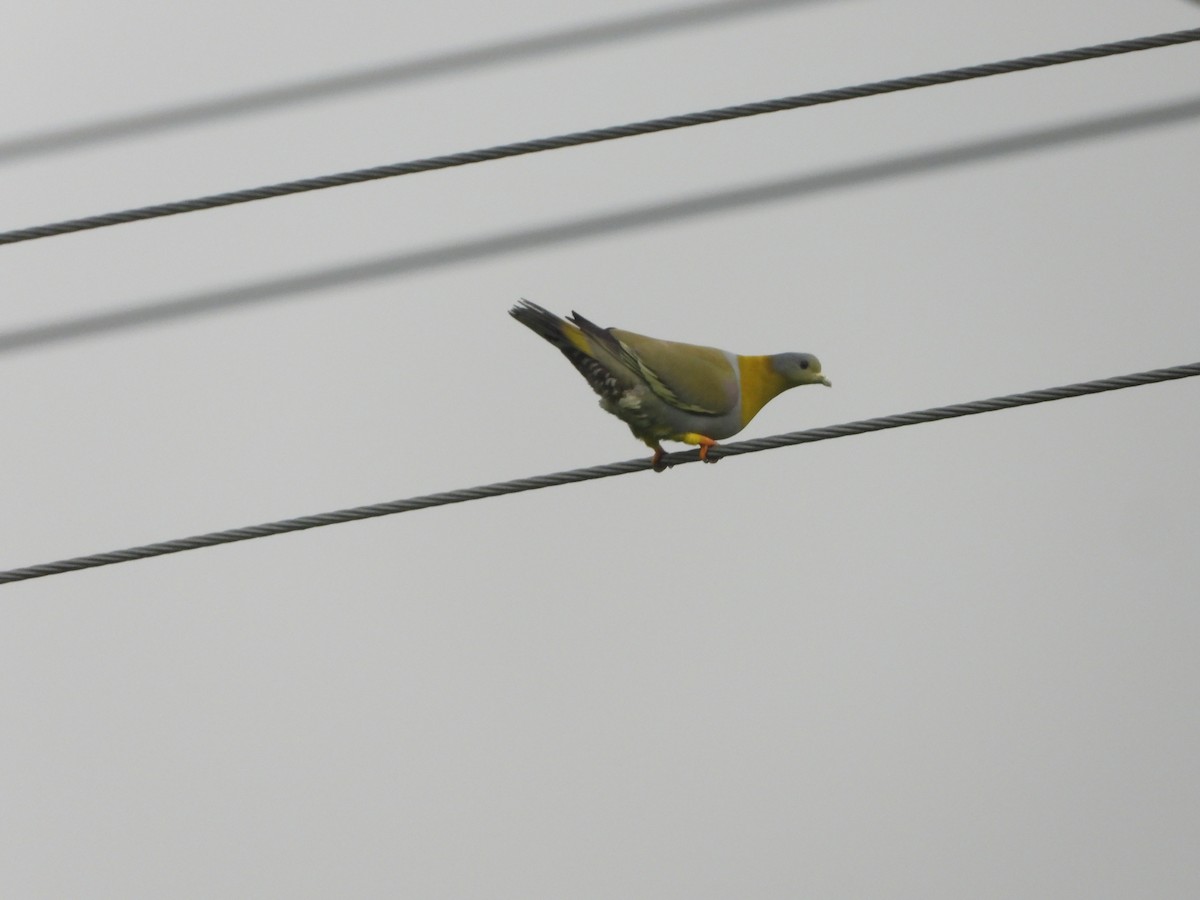 Yellow-footed Green-Pigeon - ML620201988