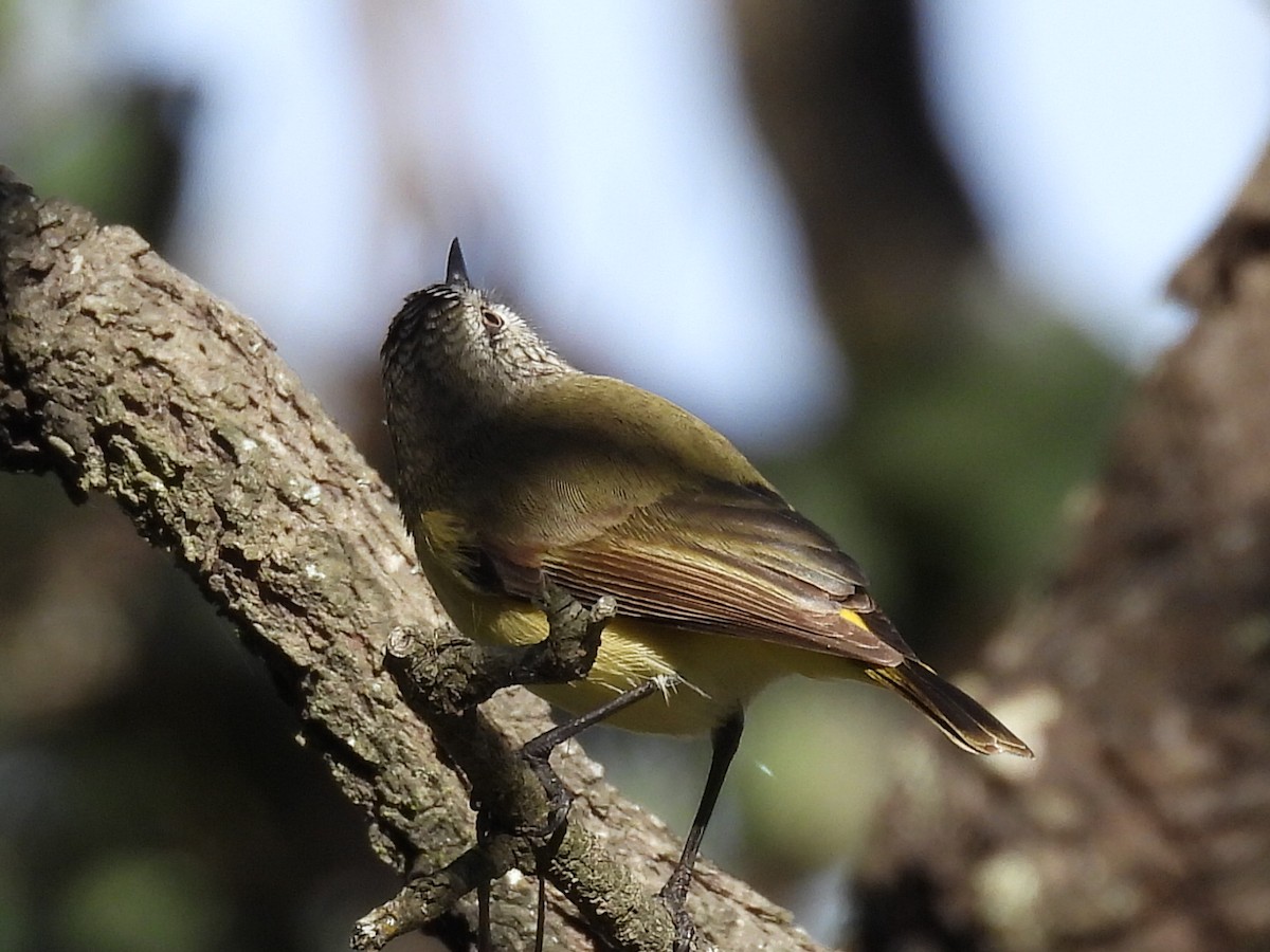 Yellow-rumped Thornbill - ML620201989