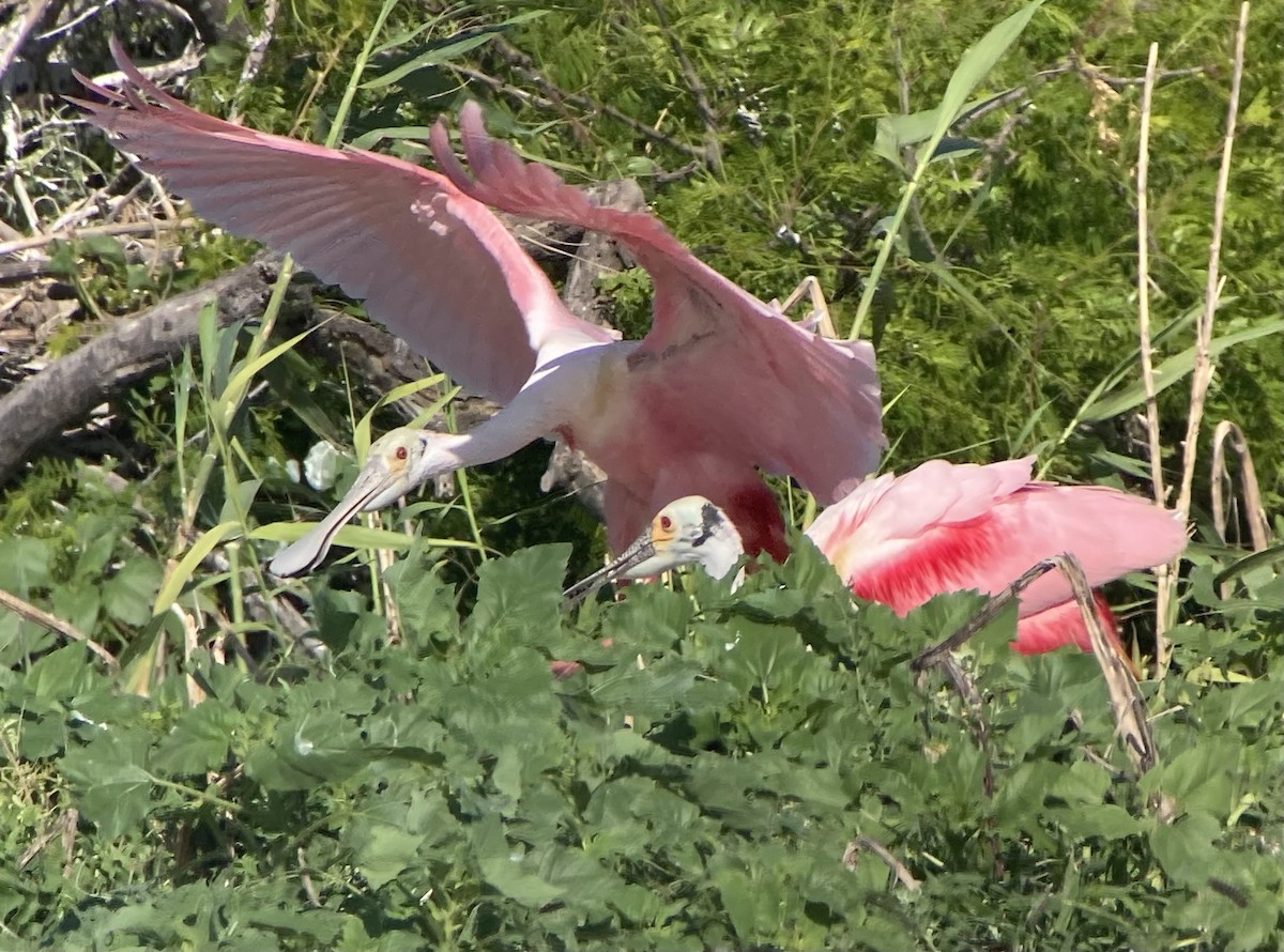 Roseate Spoonbill - ML620201997