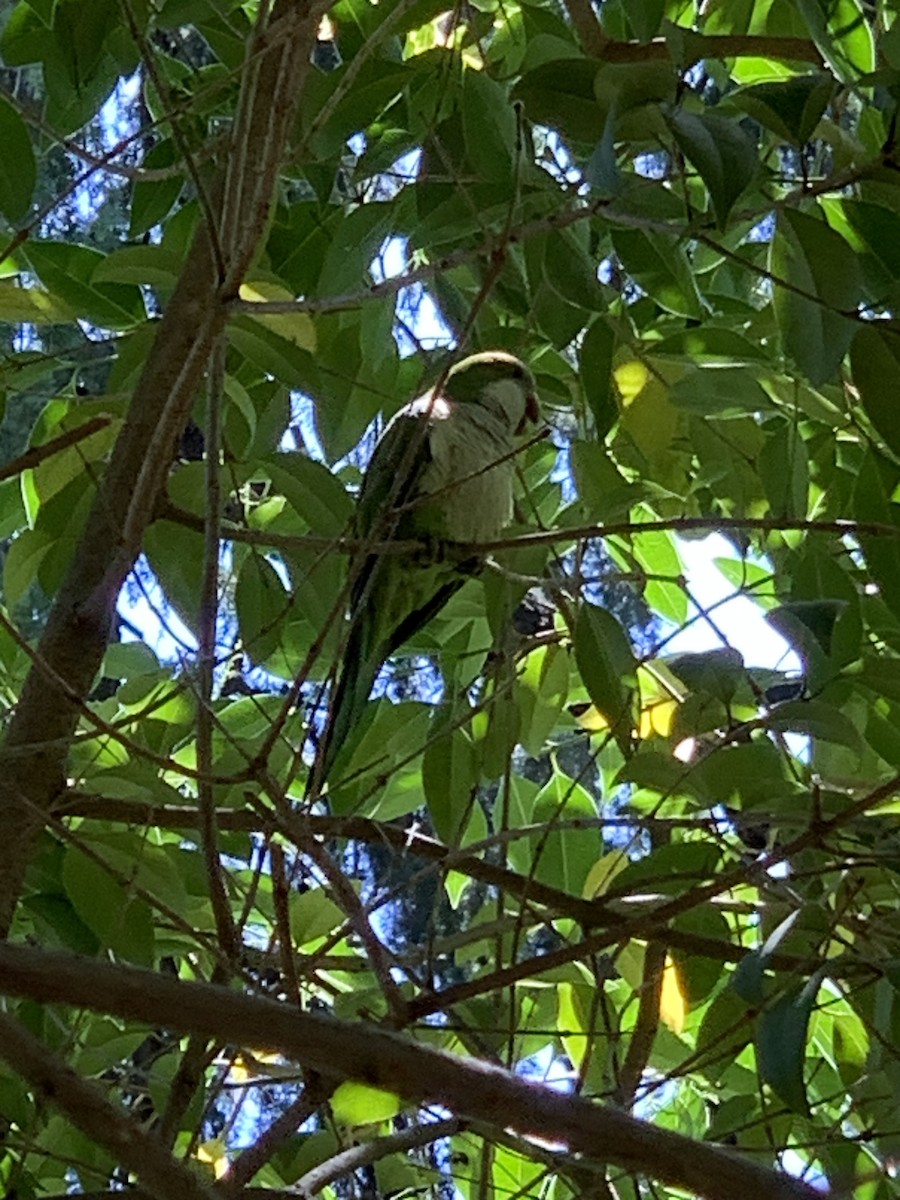 Monk Parakeet - ML620201998