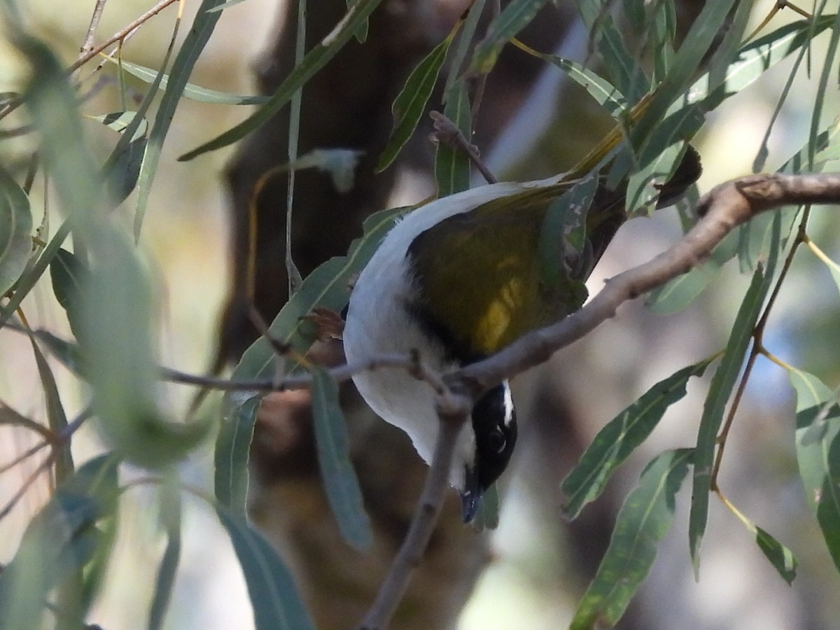 White-throated Honeyeater - ML620202003