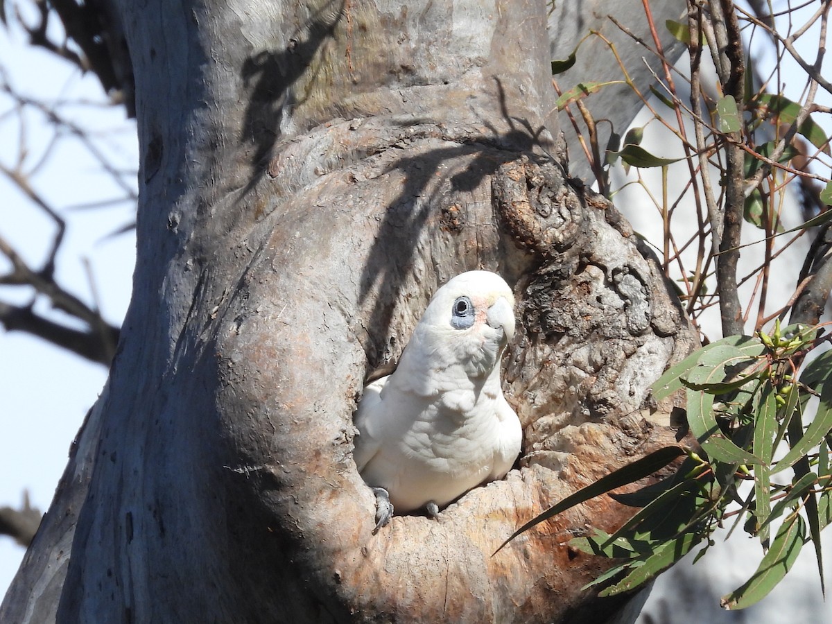 Cacatúa Sanguínea - ML620202013