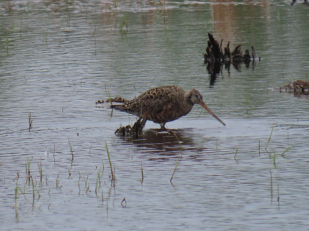 Hudsonian Godwit - ML620202029