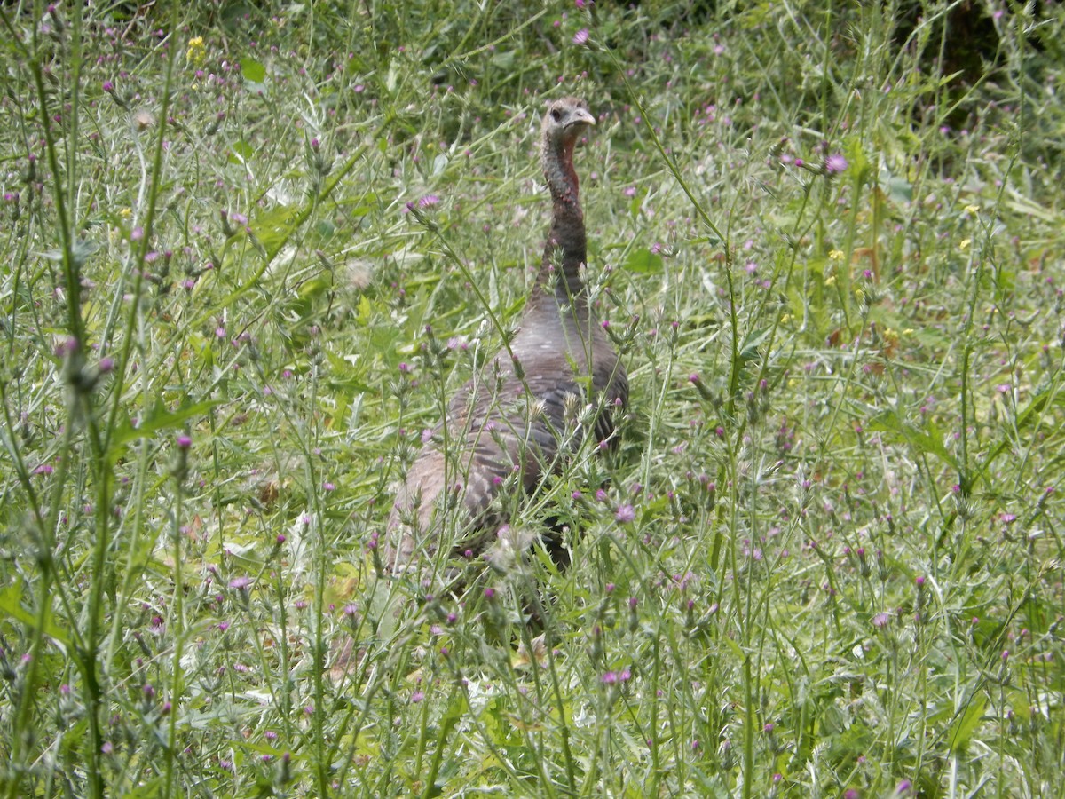 Wild Turkey - Yolanda Marquez