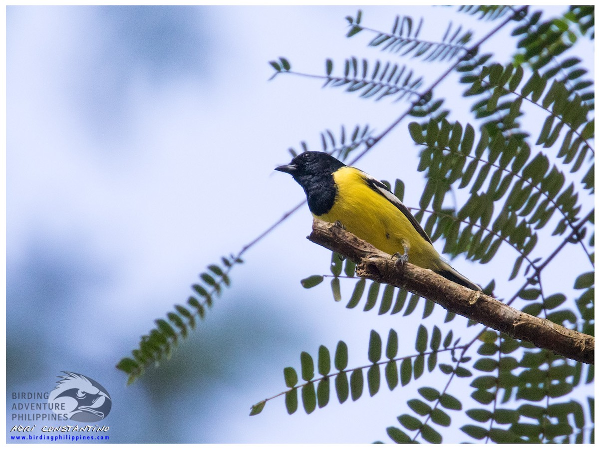 Palawan Tit - ML620202042