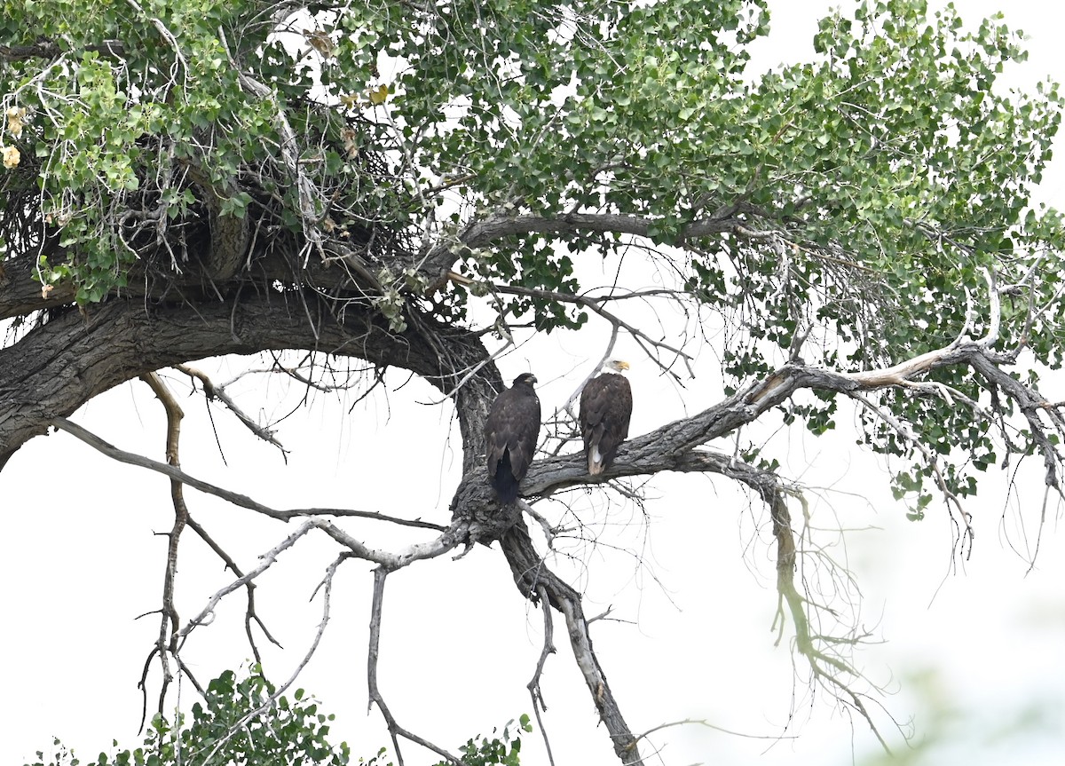 Weißkopf-Seeadler - ML620202051