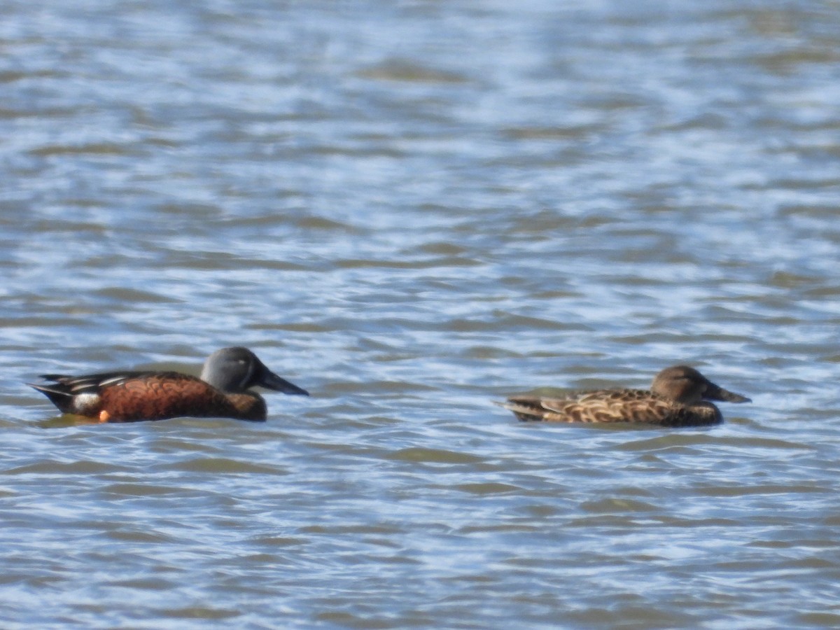 Australasian Shoveler - ML620202054