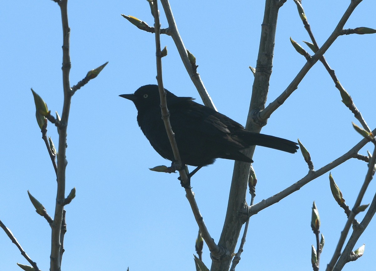 Rusty Blackbird - ML620202059