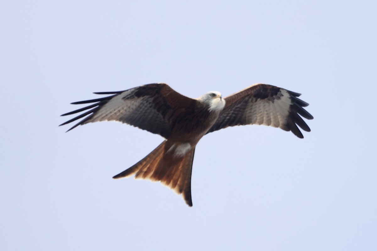 Шуліка рудий - ML620202066