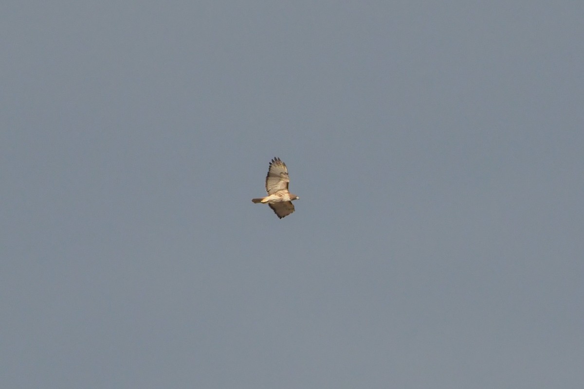 Red-tailed Hawk - ML620202067