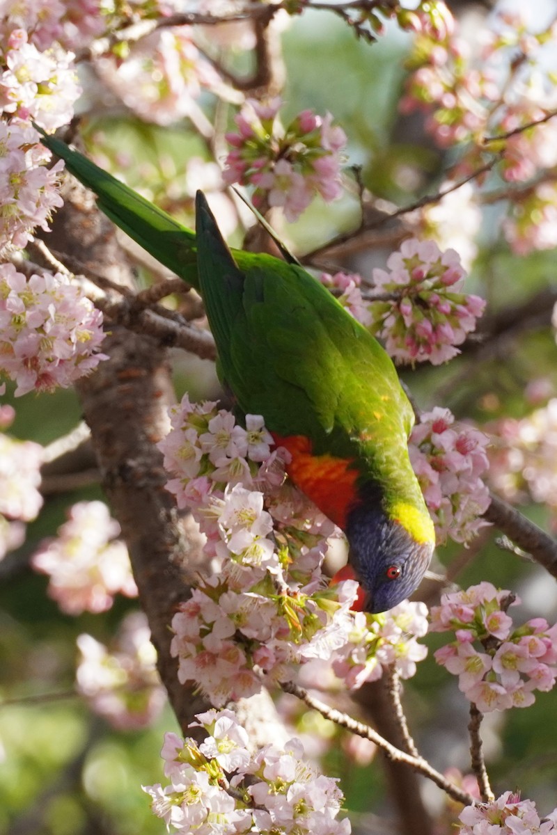 Rainbow Lorikeet - ML620202069