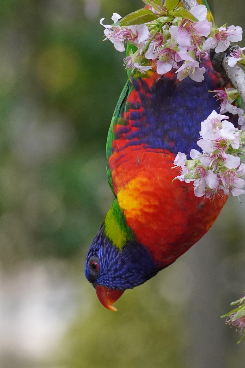 Rainbow Lorikeet - ML620202073