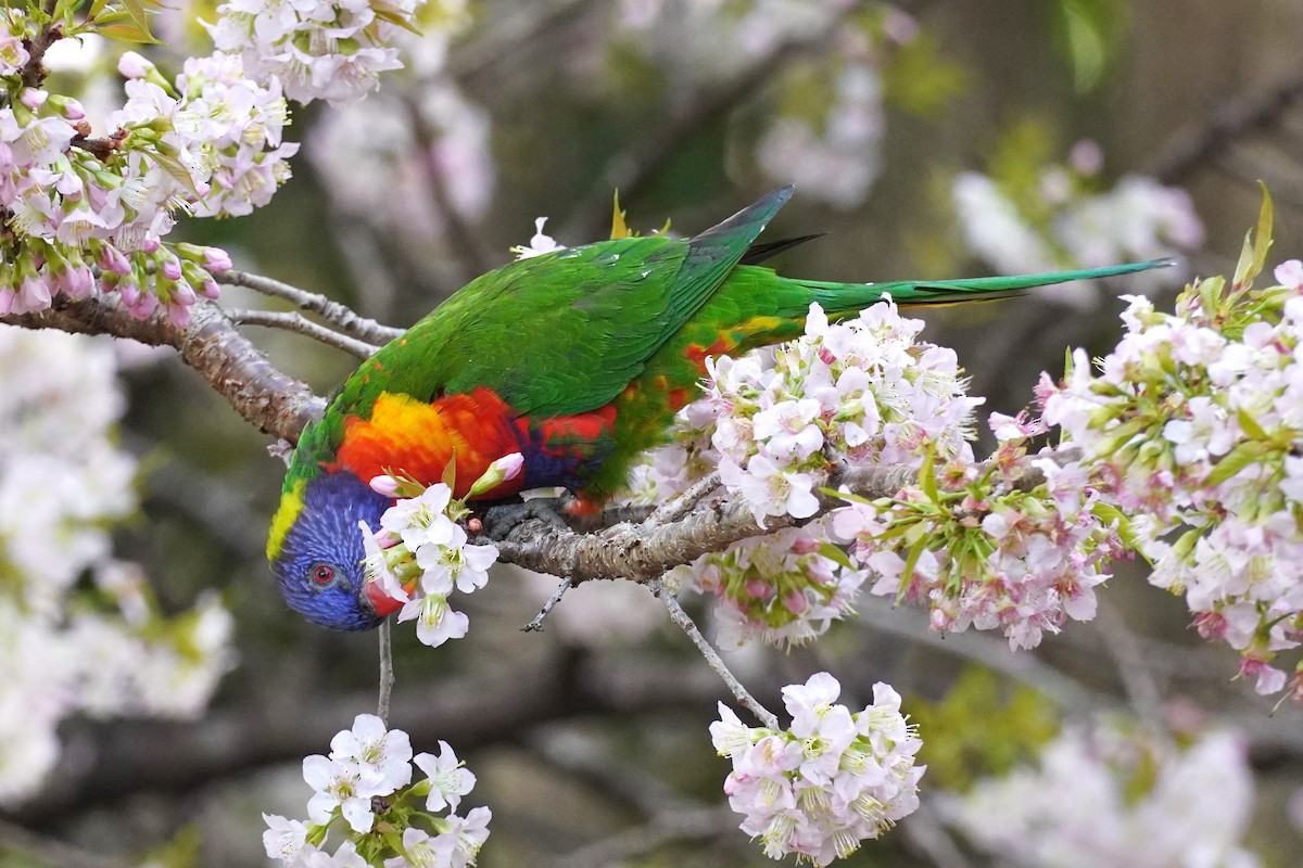 Rainbow Lorikeet - ML620202074