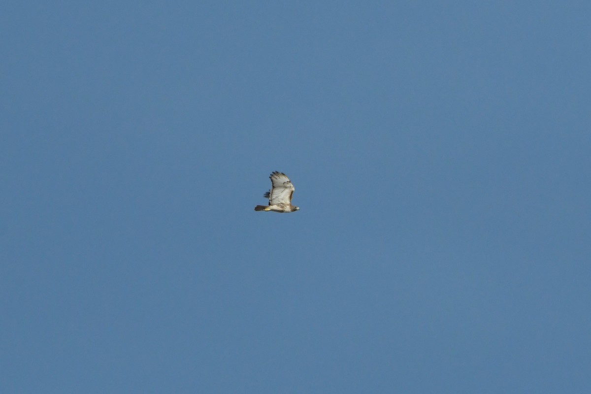 Red-tailed Hawk - ML620202075