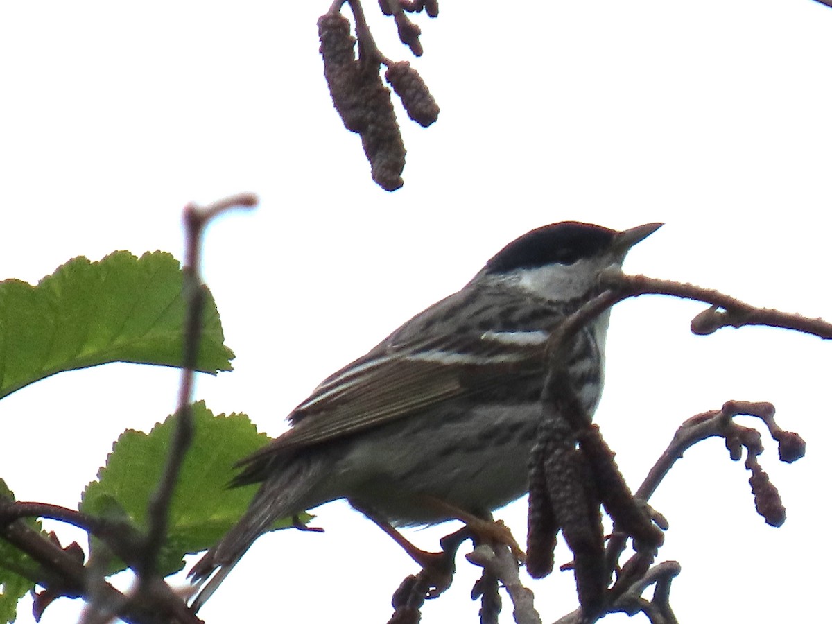 Blackpoll Warbler - ML620202077