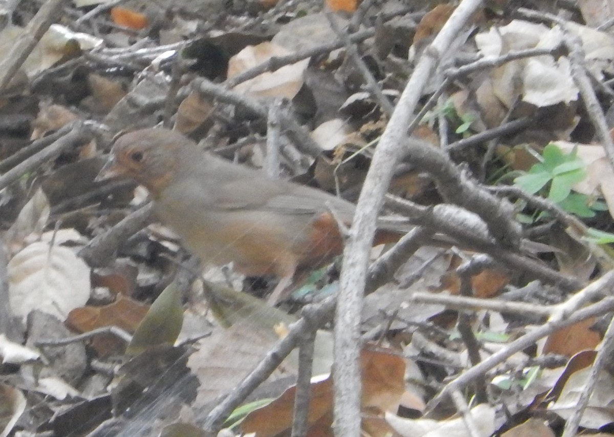 California Towhee - ML620202078