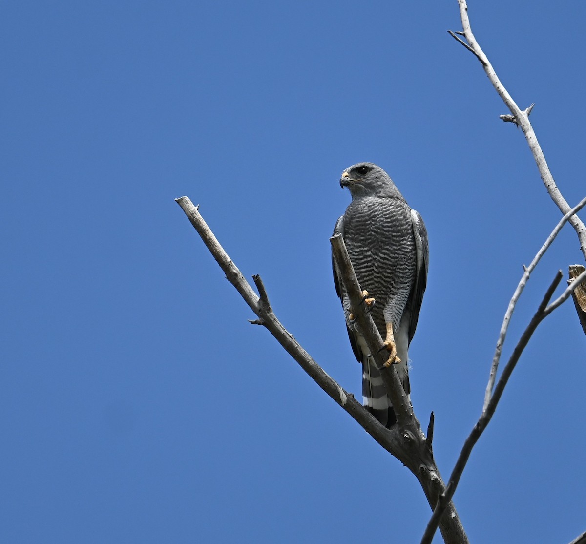 Gray Hawk - ML620202089