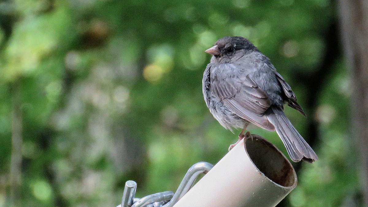 Junco Ojioscuro - ML620202095