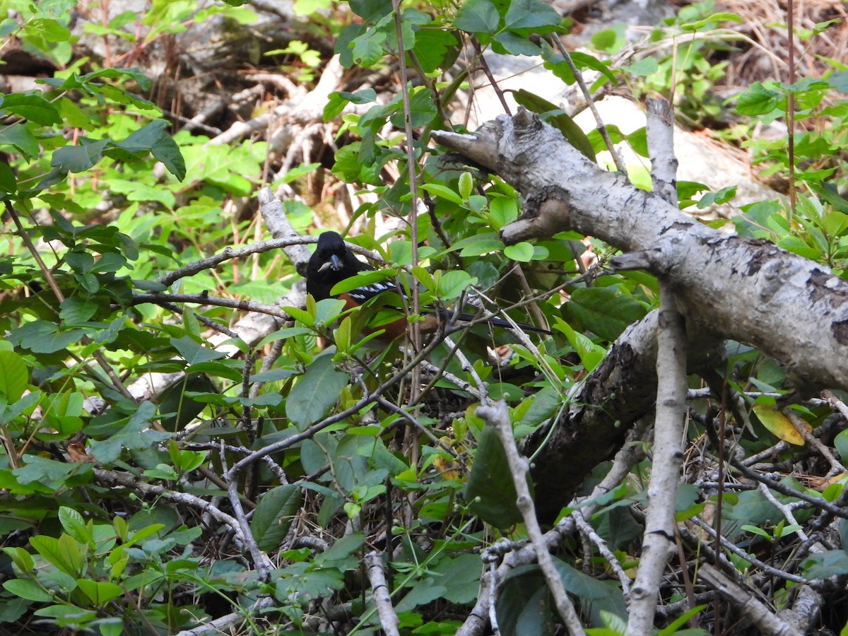 Spotted Towhee - ML620202097