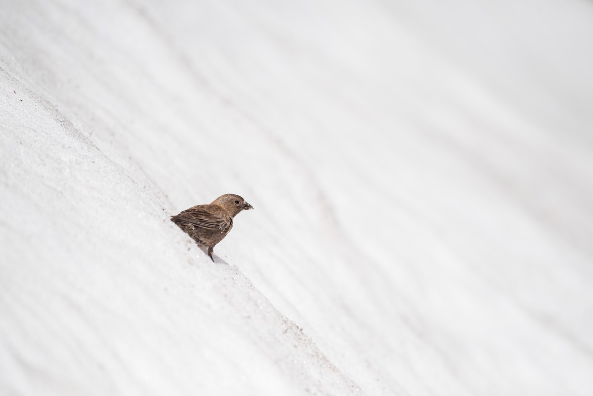 Brown-capped Rosy-Finch - ML620202098