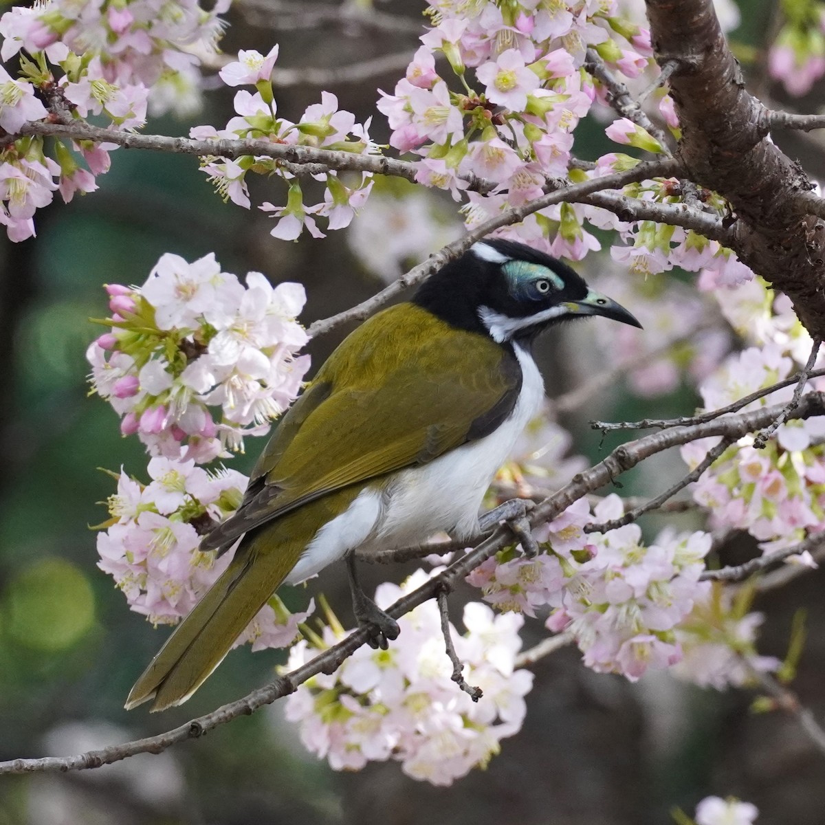 Blue-faced Honeyeater - ML620202104