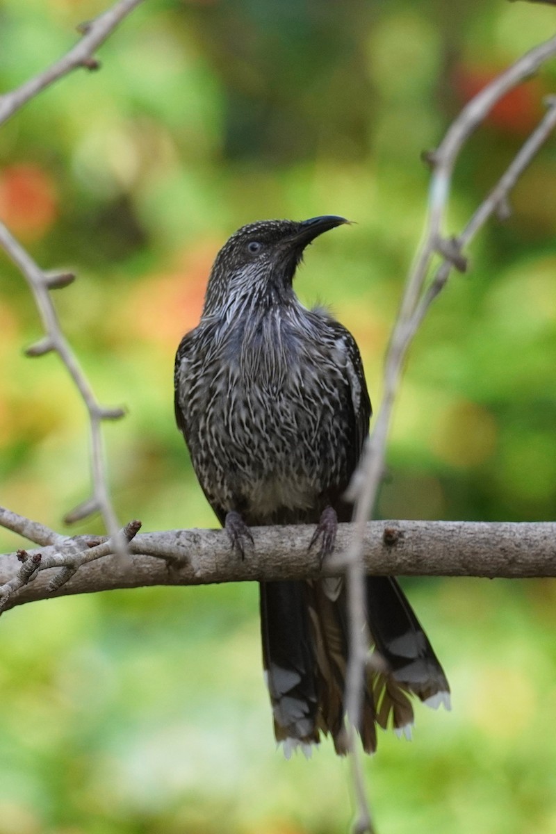 Little Wattlebird - ML620202117