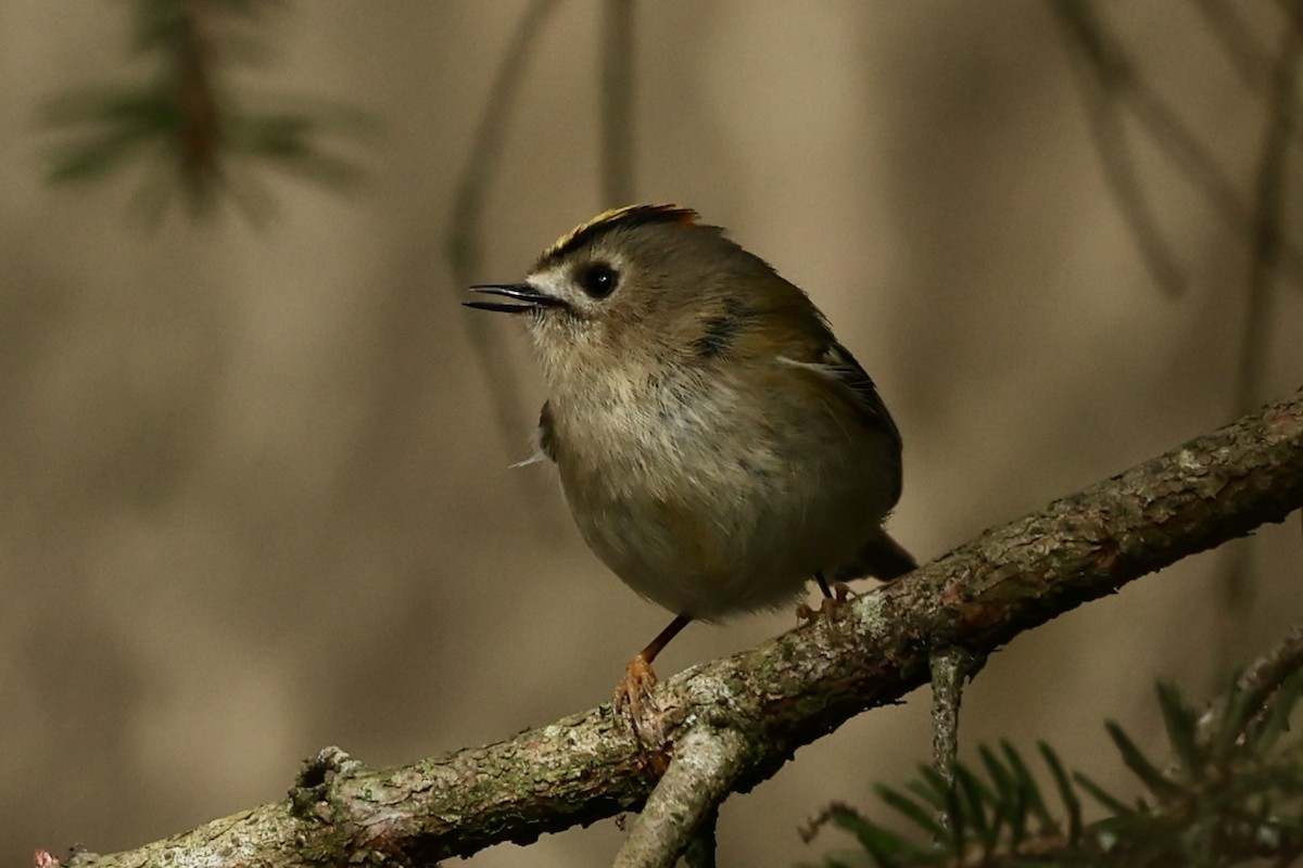 Золотомушка жовточуба - ML620202119