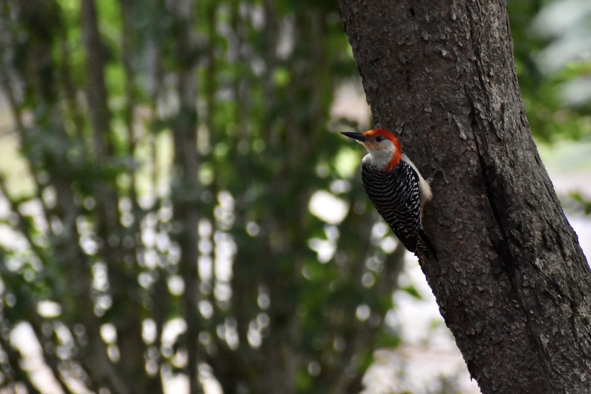 Red-bellied Woodpecker - Courtney Ables