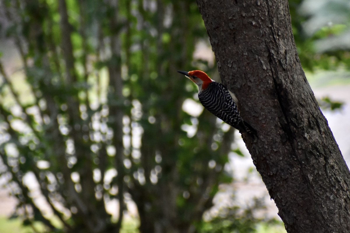 Red-bellied Woodpecker - ML620202136