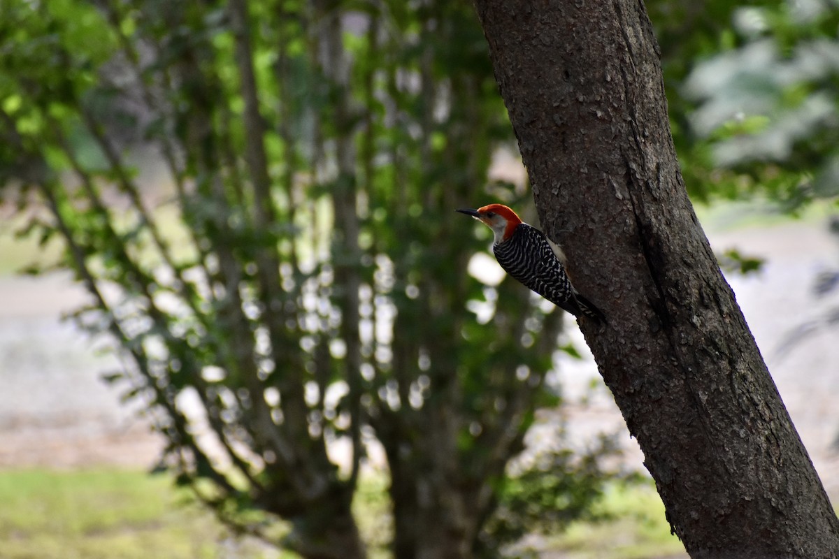 Red-bellied Woodpecker - ML620202137