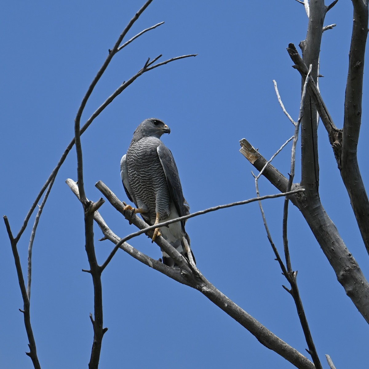 Gray Hawk - ML620202139