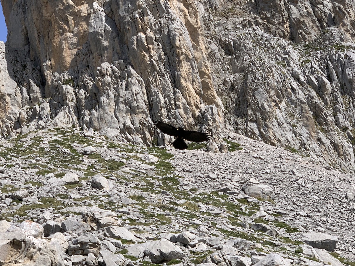 Yellow-billed Chough - ML620202162