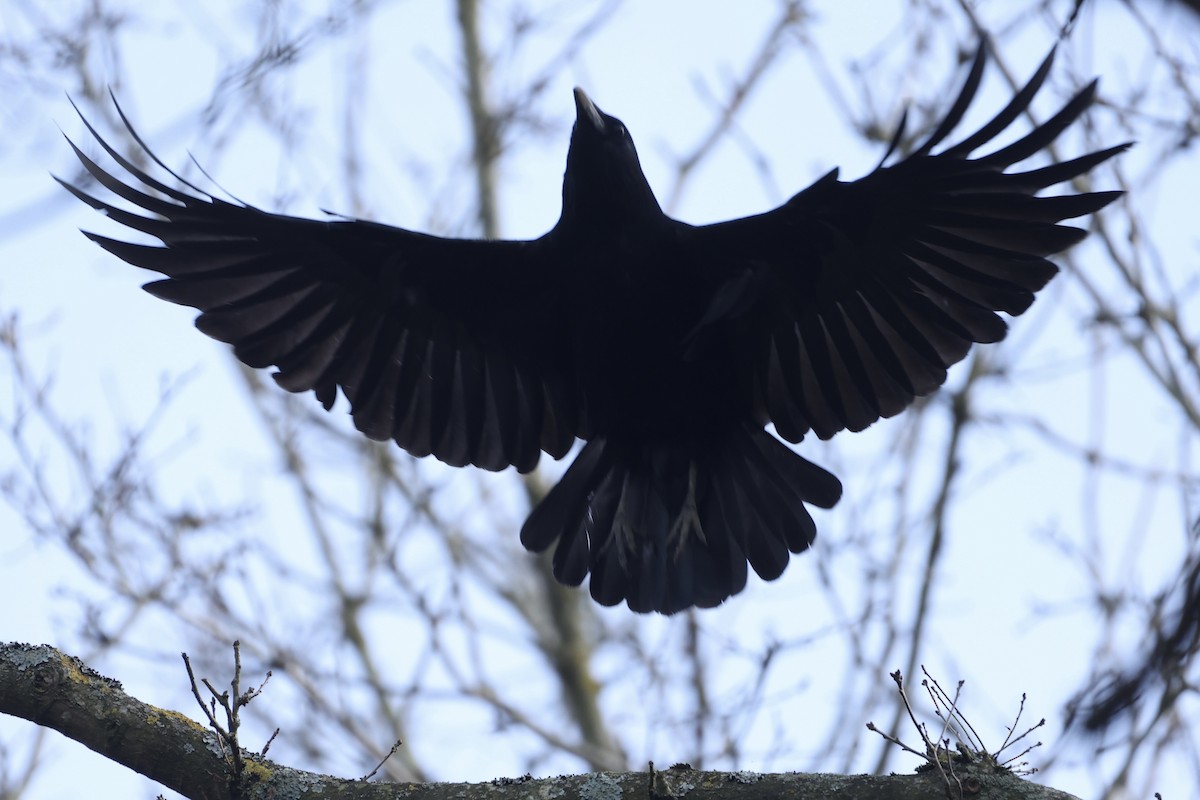 Ворона чорна - ML620202164