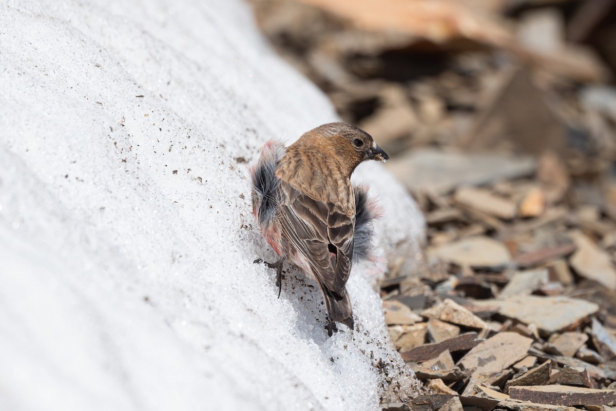 Brown-capped Rosy-Finch - ML620202166