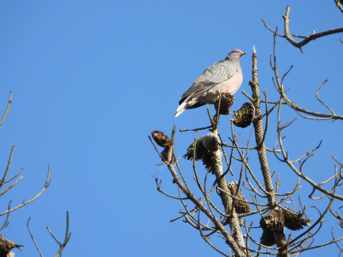 Band-tailed Pigeon - ML620202168