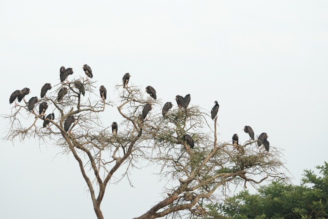 Abdim's Stork - ML620202170