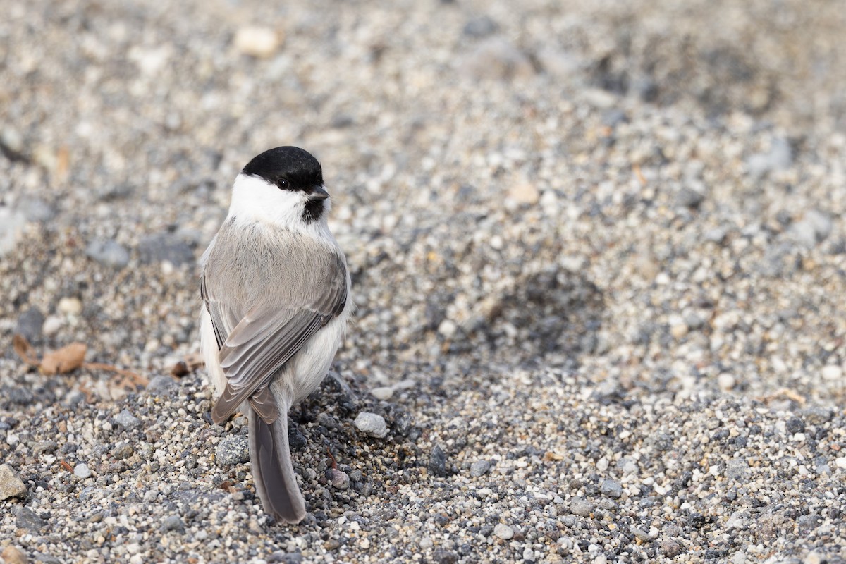 Marsh Tit - ML620202176