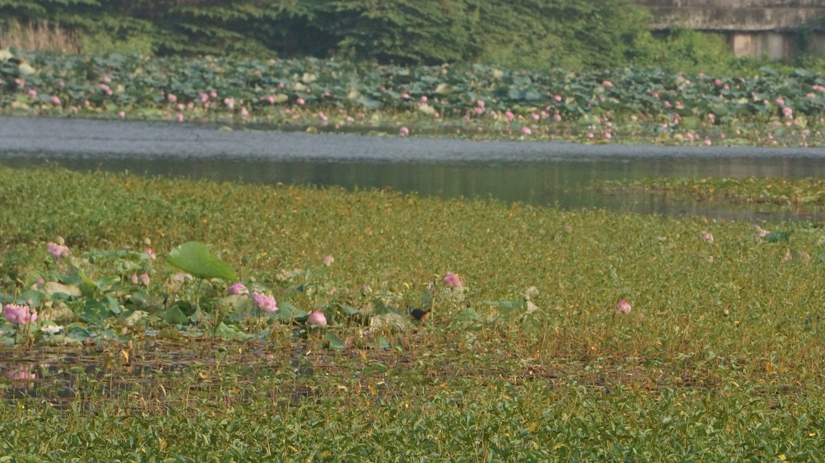 White-breasted Waterhen - ML620202183