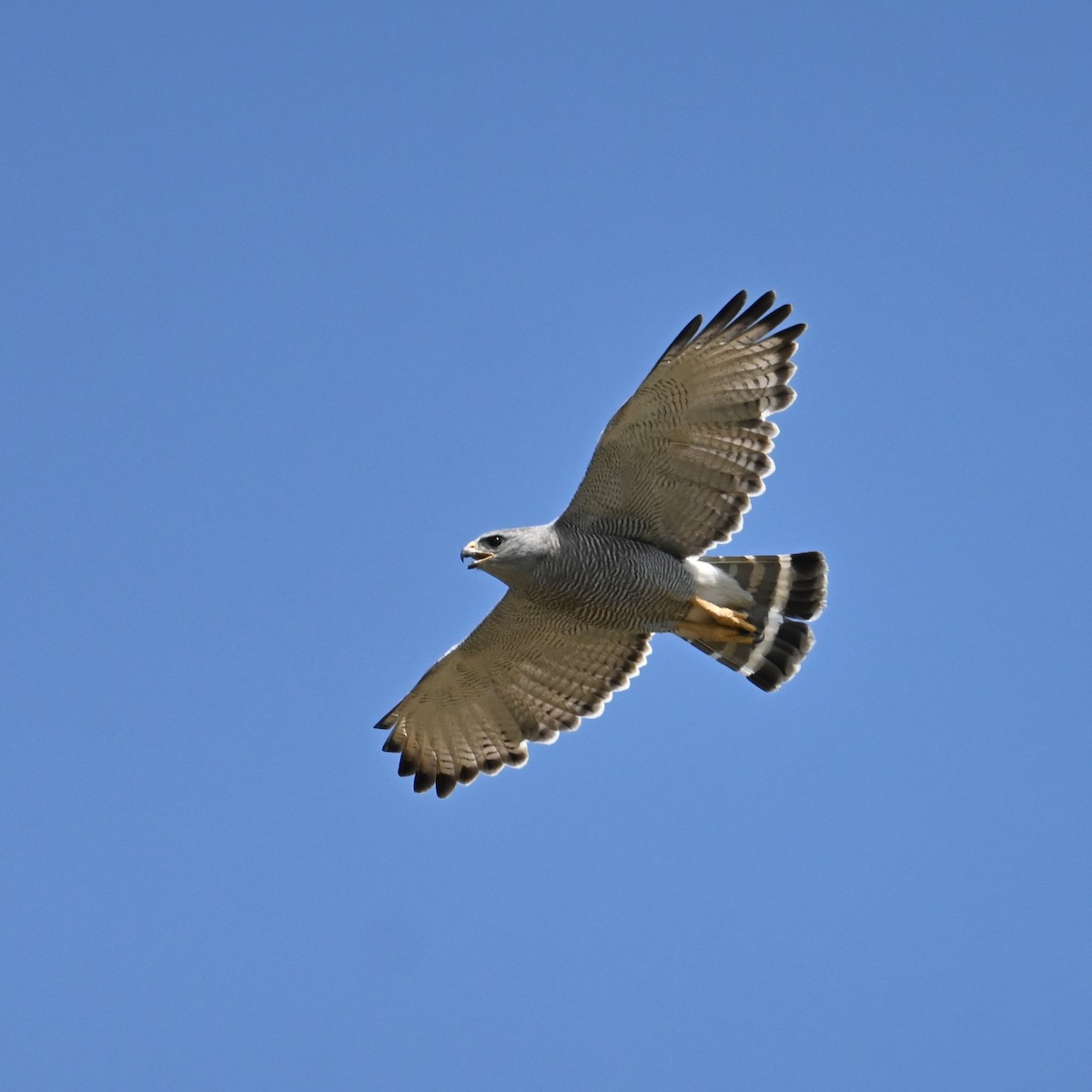 Gray Hawk - Ronnie Reed