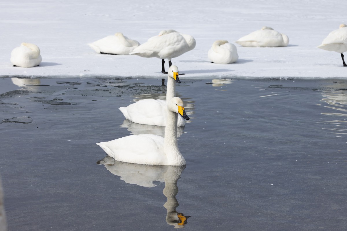 Whooper Swan - ML620202193