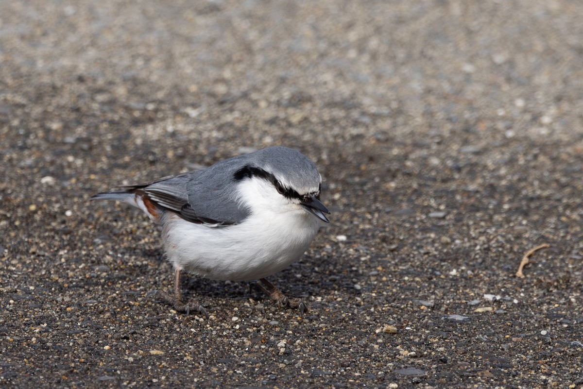 Eurasian Nuthatch - ML620202204