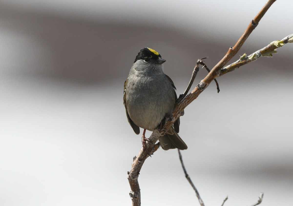 Golden-crowned Sparrow - ML620202206