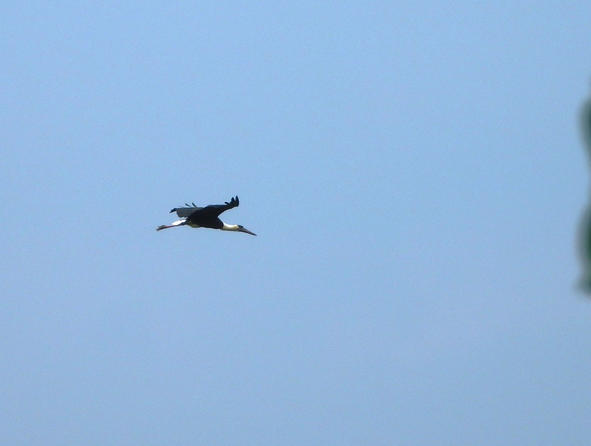 Asian Woolly-necked Stork - ML620202208