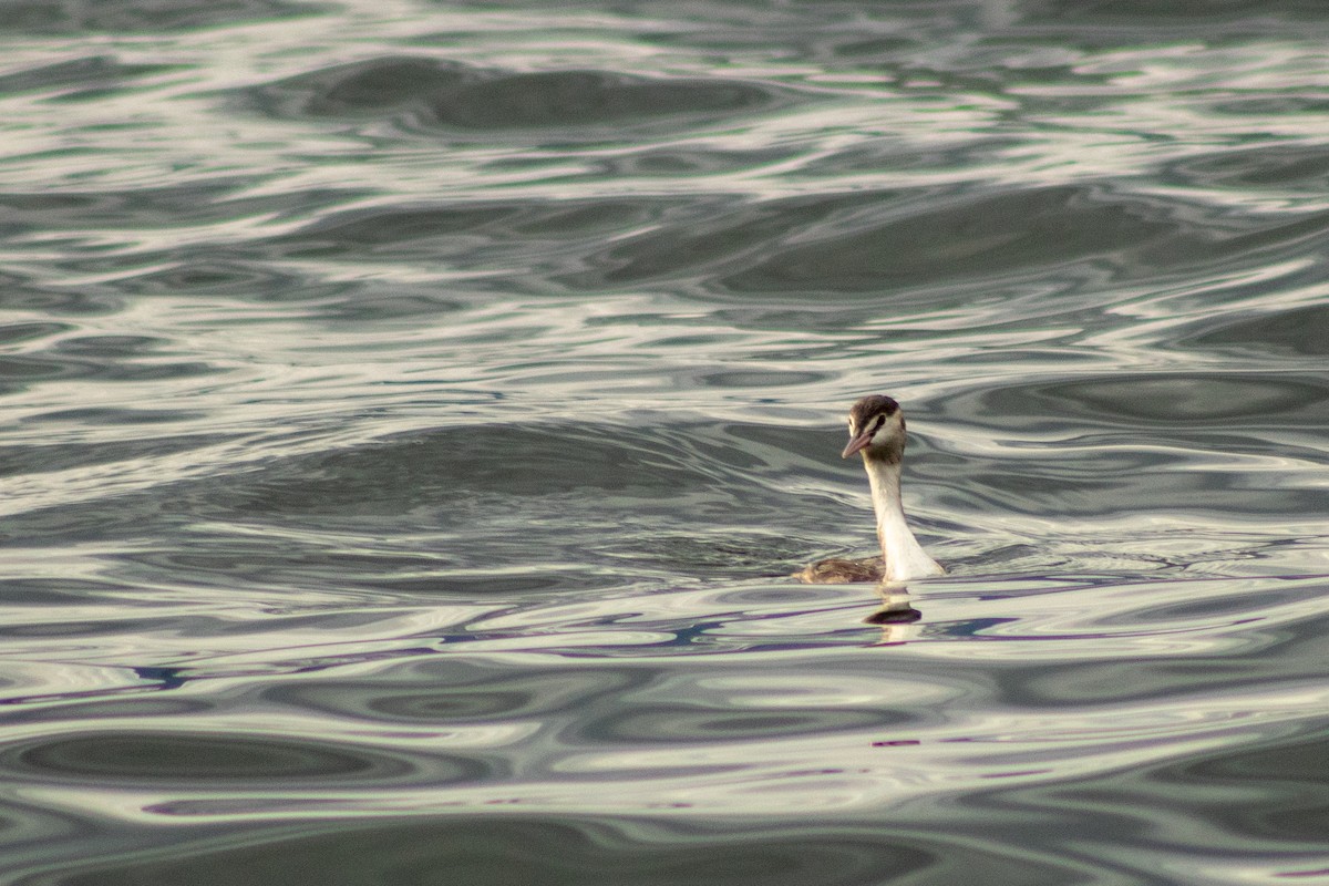 Great Crested Grebe - ML620202214