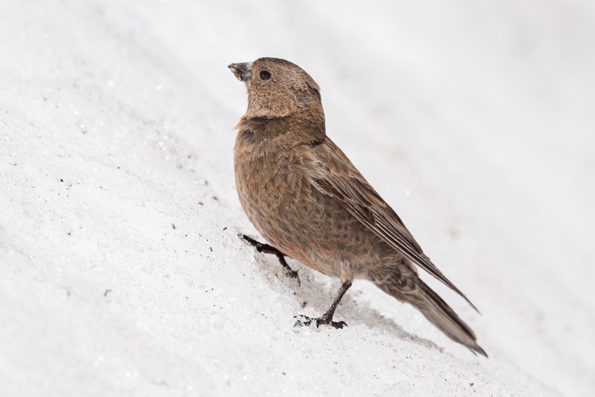 Brown-capped Rosy-Finch - ML620202219